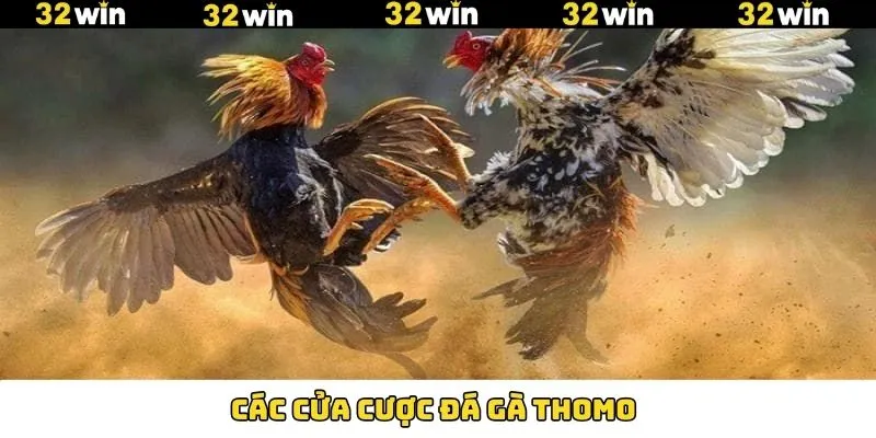 Đá Gà Thomo - Đấu Trường Quy Tụ Chiến Kê Dũng Mãnh 7 Các cửa cược đá gà Thomo siêu thú vị và ấn tượng