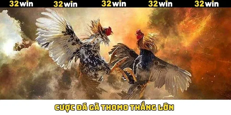 Đá Gà Thomo - Đấu Trường Quy Tụ Chiến Kê Dũng Mãnh 8 Một số cách cược đá gà cực kỳ hiệu quả và thành công ngay