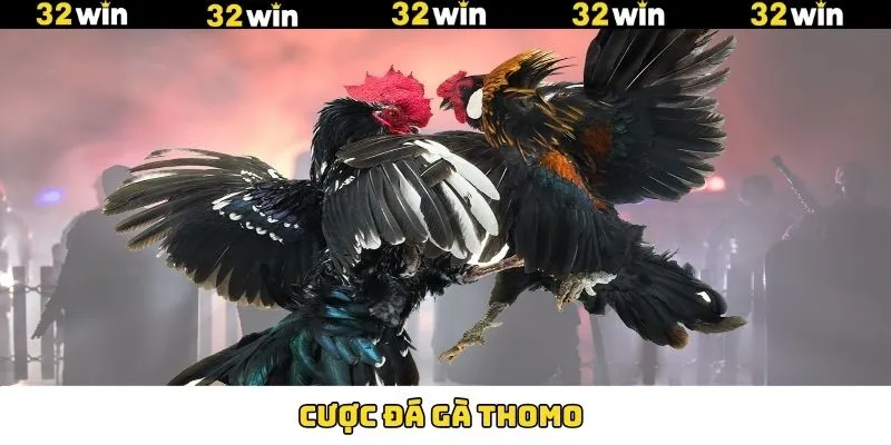Cược Đá Gà Thomo 32Win - Bí Quyết Thắng Lớn Dành Cho Sư Kê 