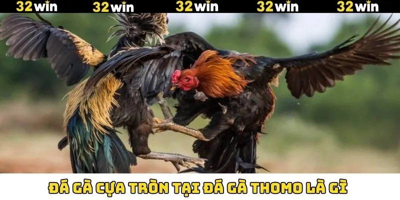 LMHT - Siêu Phẩm Đình Đám Trong Giới Thể Thao Điện Tử 10 Đá gà Thomo là gì cựa tròn