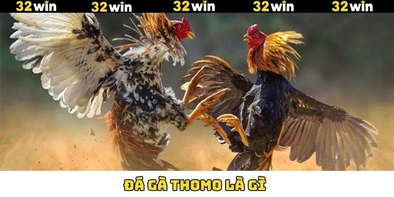 Đá Gà Thomo Là Gì - Hình Thức Cược Hấp Dẫn Có Tại 32Win