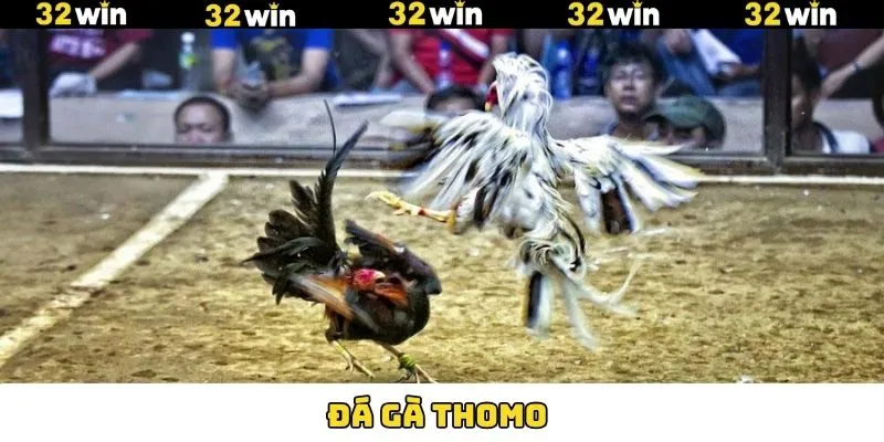 Đá Gà Thomo - Đấu Trường Quy Tụ Chiến Kê Dũng Mãnh