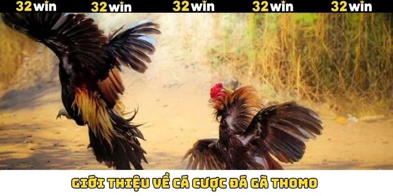 Đá Gà Thomo - Đấu Trường Quy Tụ Chiến Kê Dũng Mãnh 6 Khám phá hình thức cược đá gà siêu sôi nổi