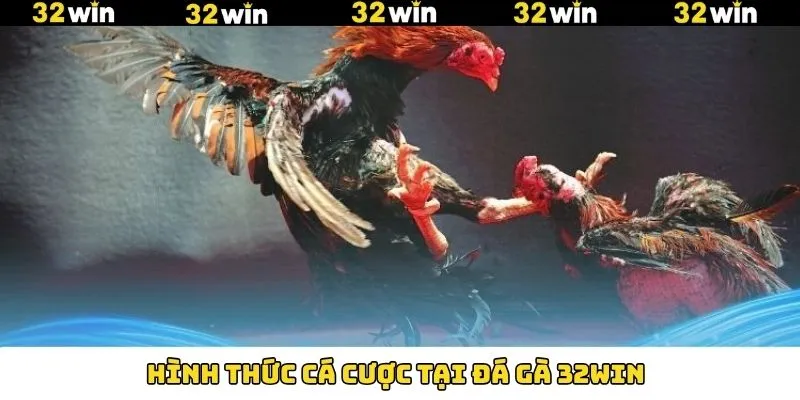 Các loại hình chọi kê kịch tính đáng để trải nghiệm