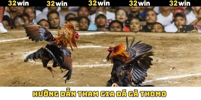 Luật Chơi Đá Gà Thomo Chuẩn Cho Khách Hàng Tại 32Win 8 Hướng dẫn các bước tham gia đá gà Thomo dễ dàng tại 32Win