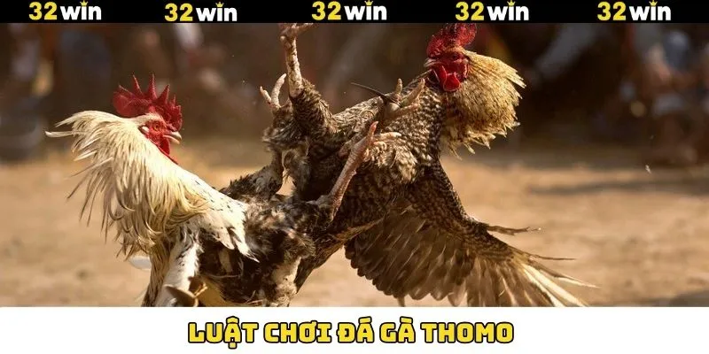 Luật Chơi Đá Gà Thomo Chuẩn Cho Khách Hàng Tại 32Win 7 Một số luật chơi cần nắm trong đá gà Thomo tại 32Win
