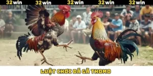 Luật Chơi Đá Gà Thomo Chuẩn Cho Khách Hàng Tại 32Win