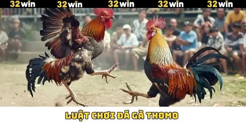 Luật Chơi Đá Gà Thomo Chuẩn Cho Khách Hàng Tại 32Win