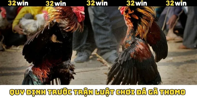 Đá Gà Thomo - Đấu Trường Quy Tụ Chiến Kê Dũng Mãnh 7 Quy định trước trận chọi gà Thomo