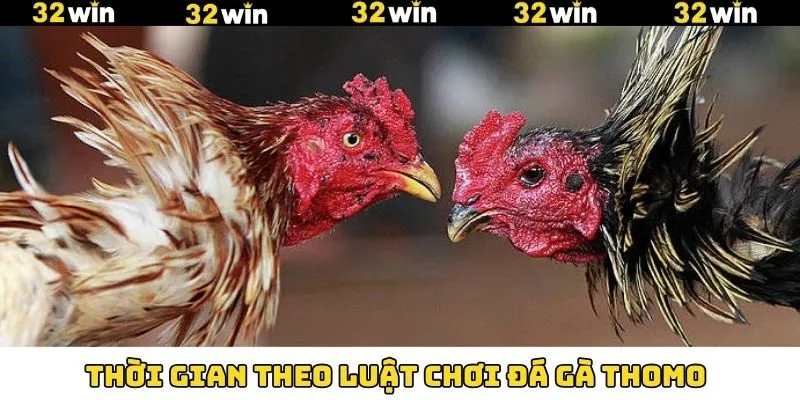 Đá Gà Thomo - Đấu Trường Quy Tụ Chiến Kê Dũng Mãnh 8 Thời gian diễn ra trận đấu gà Thomo