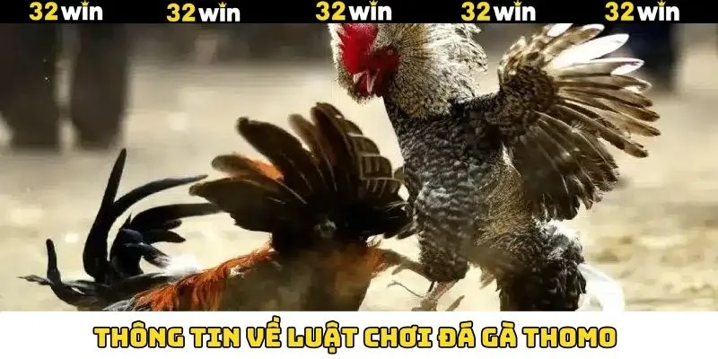 Đá Gà Thomo - Đấu Trường Quy Tụ Chiến Kê Dũng Mãnh 6 Giới thiệu về luật chơi đá gà Thomo