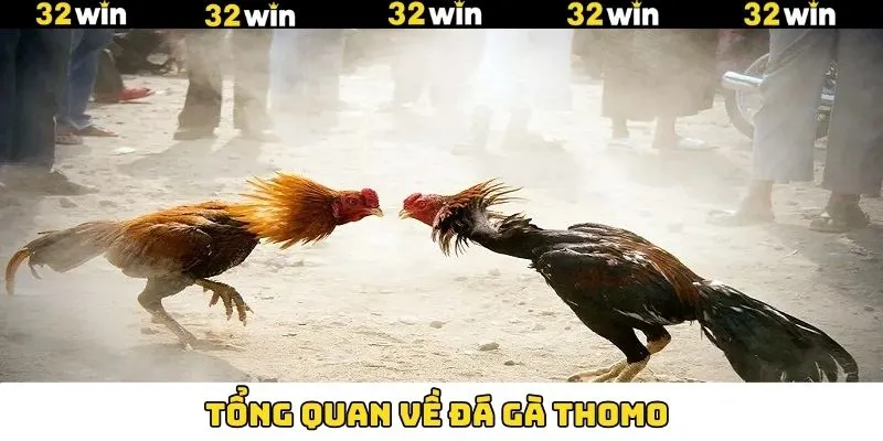 Luật Chơi Đá Gà Thomo Chuẩn Cho Khách Hàng Tại 32Win 6 Tìm hiểu về điều hấp dẫn đá gà Thomo